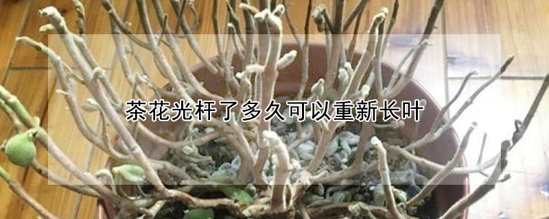 茶花光杆了多久可以重新長葉