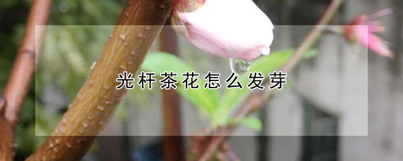 光杆茶花怎麼發芽