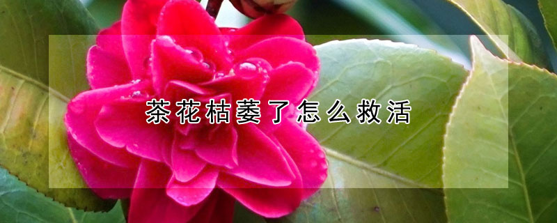 茶花枯萎了怎麼救活