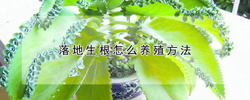 落地生根怎麼養殖方法