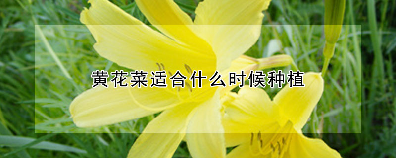 黃花菜適合什麼時候種植