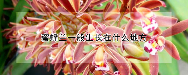 蜜蜂蘭一般生長在什麼地方