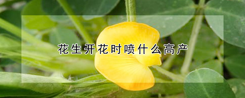 花生開花時噴什麼高產