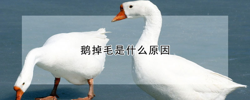 鵝掉毛是什麼原因