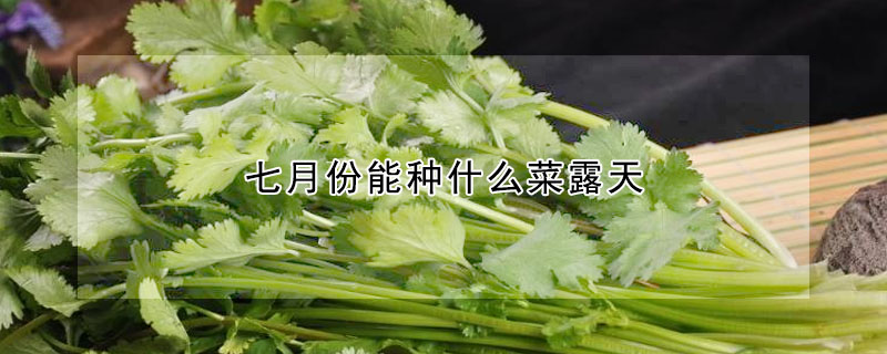 七月份能種什麼菜露天