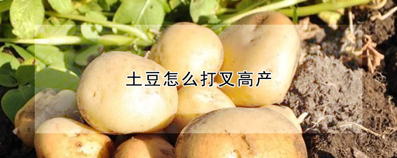 土豆怎麼打叉高產