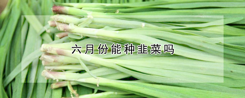 六月份能種韭菜嗎