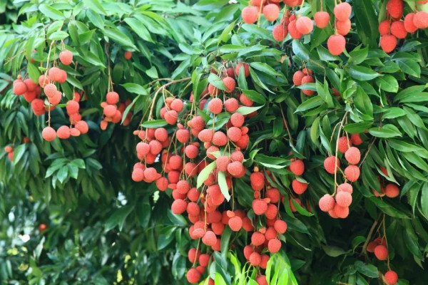 荔枝哪裏的最出名 中國五大荔枝產區