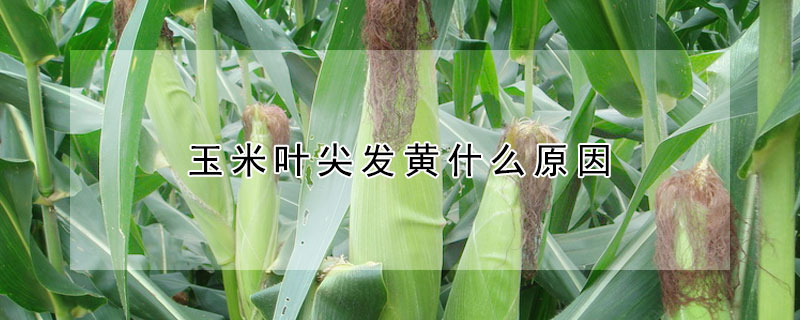 玉米葉尖發黃什麼原因