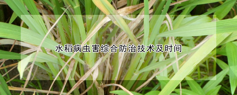 水稻病蟲害綜合防治技術及時間