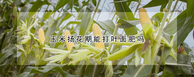 玉米揚花期能打葉麵肥嗎