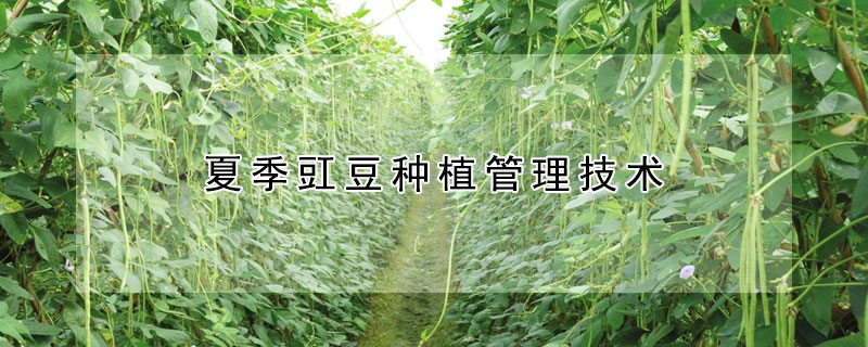 夏季豇豆種植管理技術