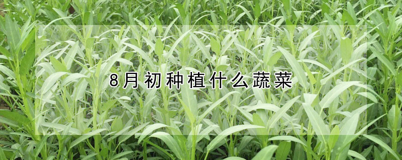 8月初種植什麼蔬菜