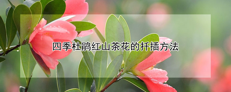 四季杜鵑紅山茶花的扡插方法