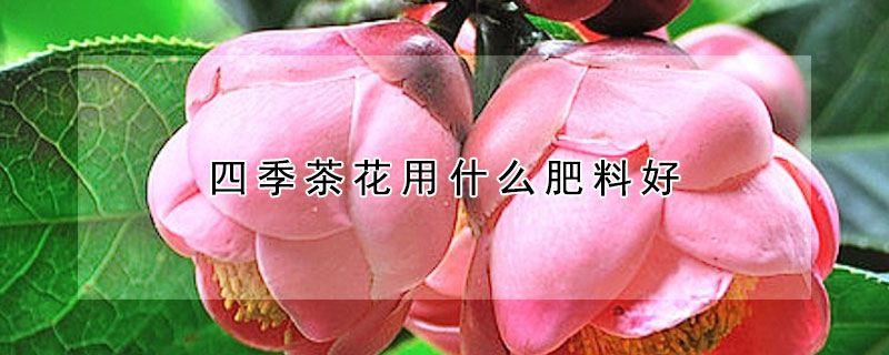 四季茶花用什麼肥料好