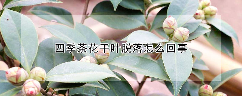 四季茶花幹葉脫落怎麼回事