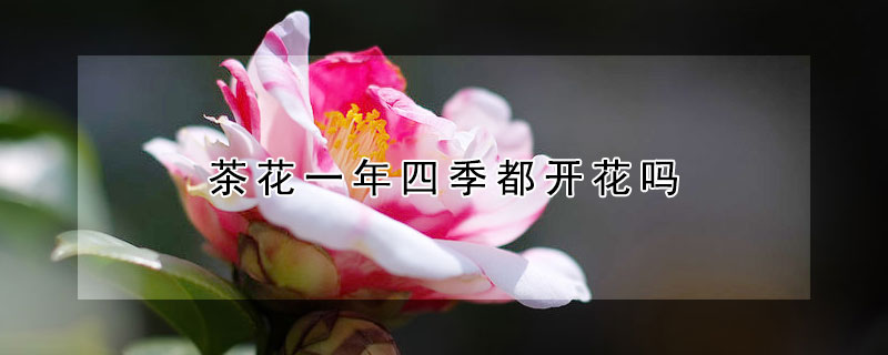 茶花一年四季都開花嗎