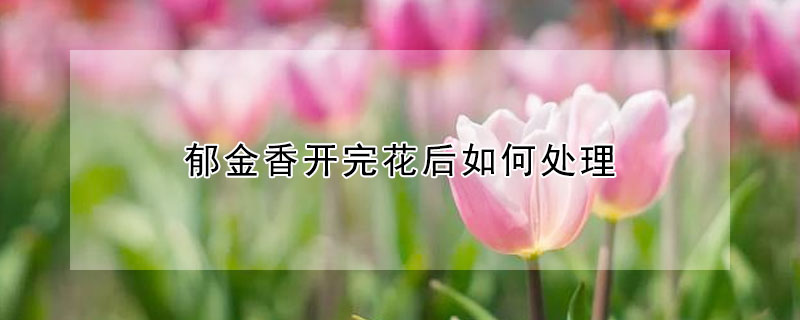 鬱金香開完花後如何處理