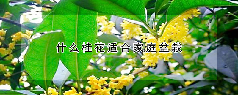 什麼桂花適合家庭盆栽