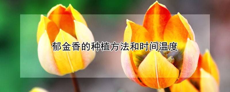 鬱金香的種植方法和時間溫度