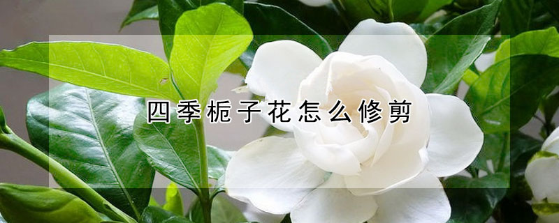 四季梔子花怎麼修剪