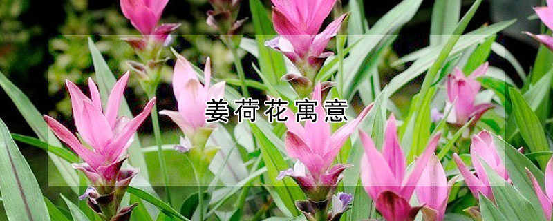 薑荷花寓意