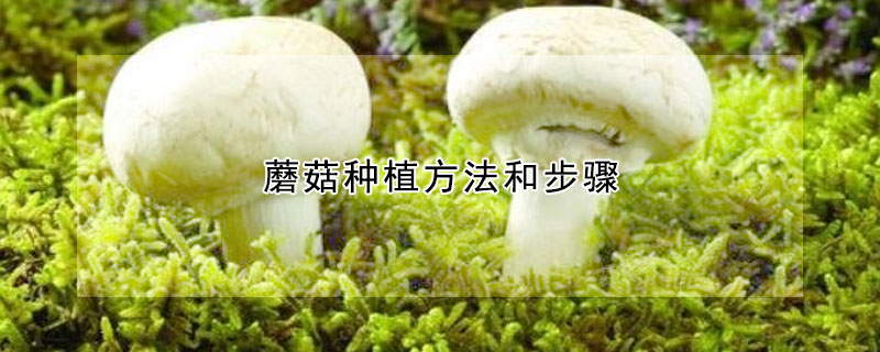 蘑菇種植方法和步驟