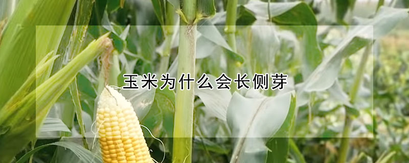 玉米為什麼會長側芽