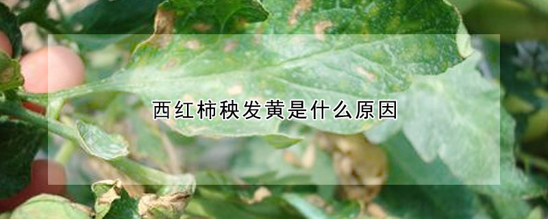 西紅柿秧發黃是什麼原因