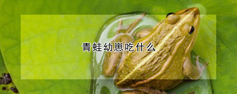 青蛙幼崽吃什麼