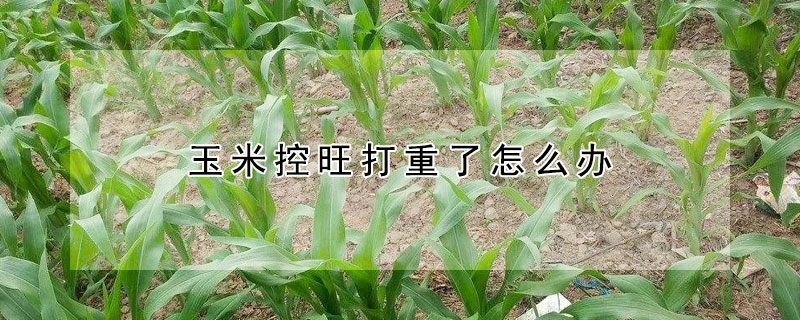 玉米控旺打重了怎麼辦