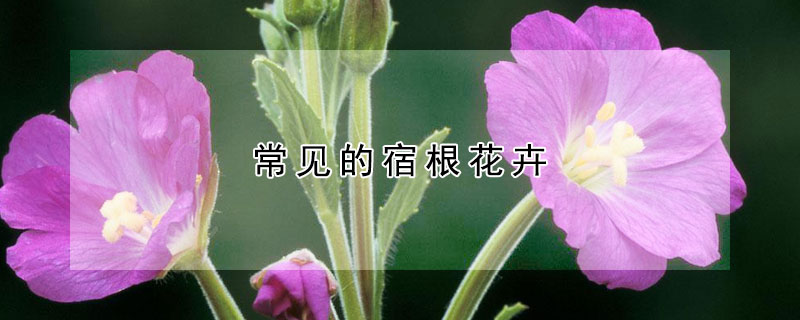 常見的宿根花卉