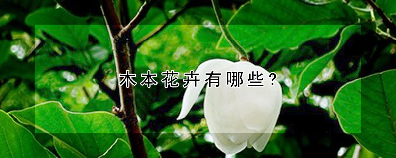 木本花卉有哪些?