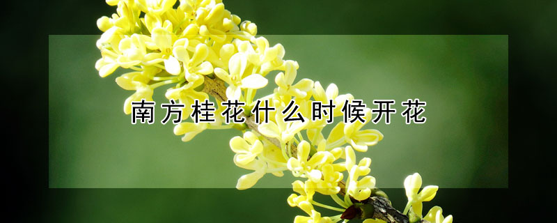 南方桂花什麼時候開花