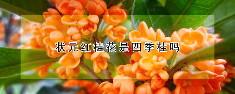 狀元紅桂花是四季桂嗎