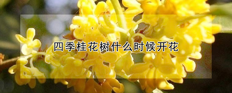 四季桂花樹什麼時候開花