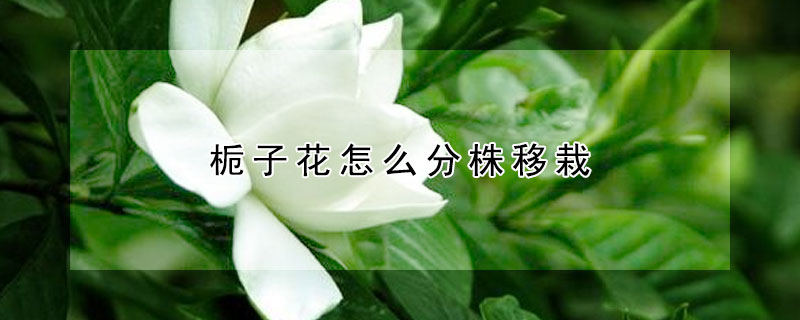 梔子花怎麼分株移栽