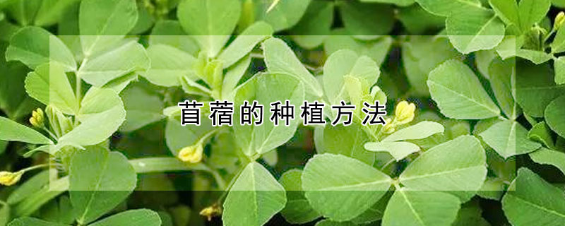 苜蓿的種植方法