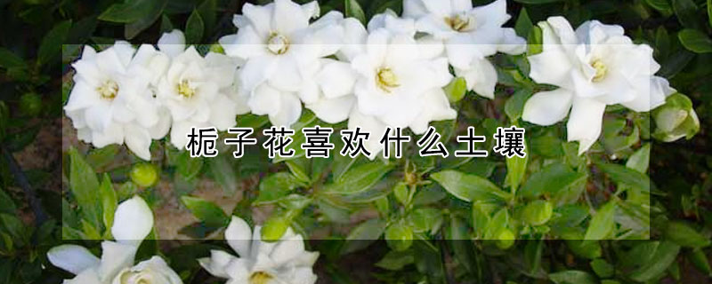 梔子花喜歡什麼土壤