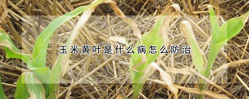 玉米黃葉是什麼病怎麼防治