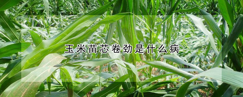 玉米苗芯卷勁是什麼病