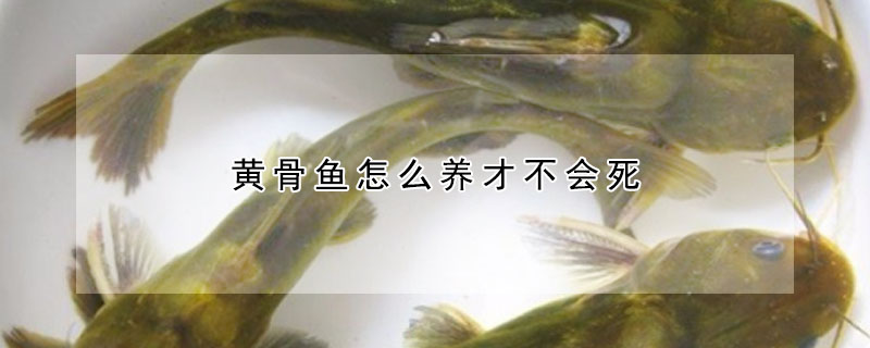 黃骨魚怎麼養才不會死