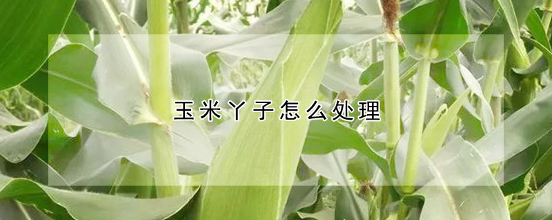 玉米丫子怎麼處理