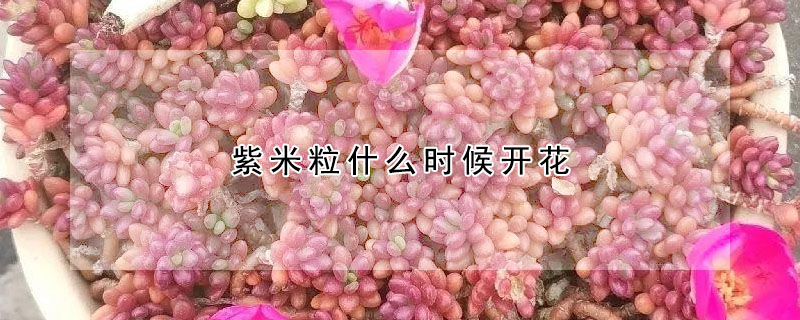 紫米粒什麼時候開花