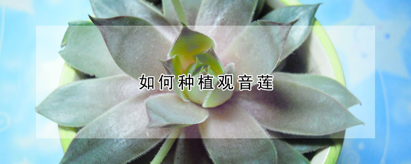 如何種植觀音蓮