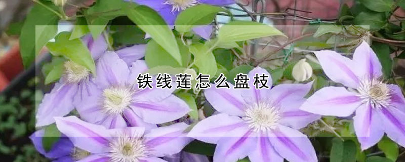 鐵線蓮怎麼盤枝