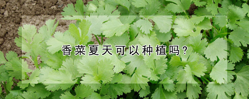 香菜夏天可以種植嗎?