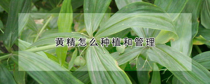 黃精怎麼種植和管理