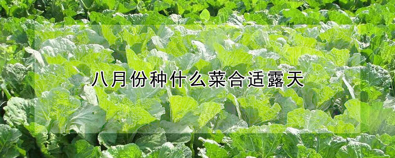 八月份種什麼菜合適露天