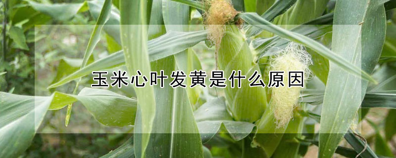 玉米心葉發黃是什麼原因